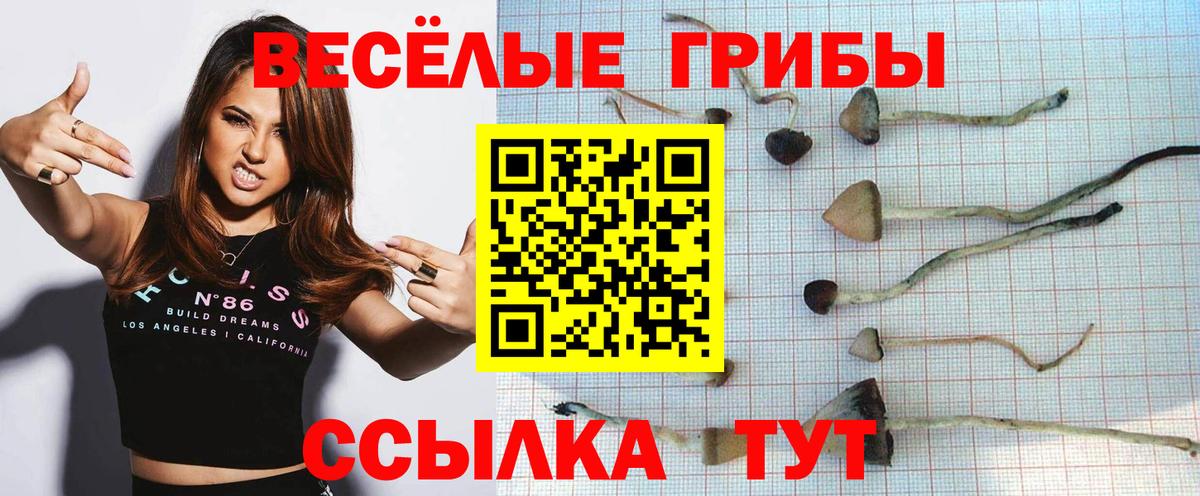 Галлюциногенные грибы Psilocybe Кинель